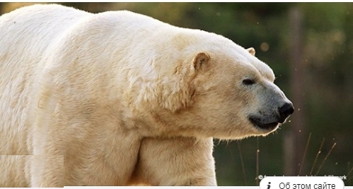 Der älteste Eisbär Victor stirbt im Alter von 22 Jahren
